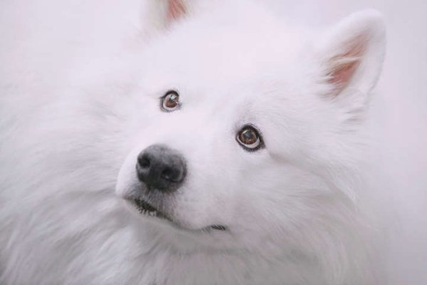 金来源配资 家养狗狗咬人的真相