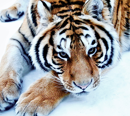 智策管家 盘点3种爱睡懒觉的动物