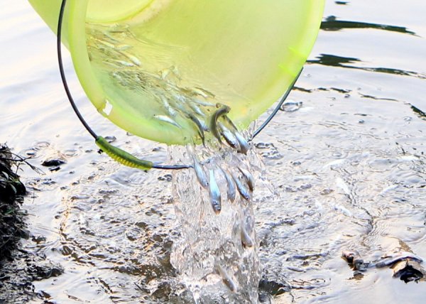 赤盈配资 新民·健康新知｜绝育雄蚊、华丽巨蚊、食蚊鱼……这些灭蚊新招效果如何？